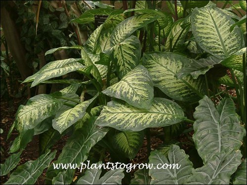 Growing in a tropical dome.